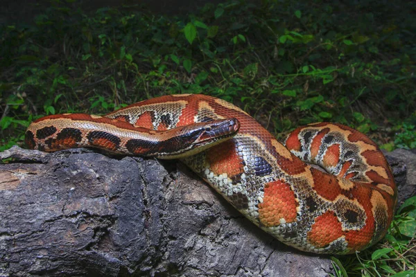 Sumatra Blutpython Python Brongersmai Allgemein Bekannt Als Brongersma Kurzschwanzpython Oder — Stockfoto