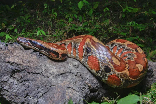 スマトラの血のPython Python Brongersmai 一般的にBrongersmaの短い尾のPython または赤の短い尾のPython 非毒ヘビとして知られています — ストック写真