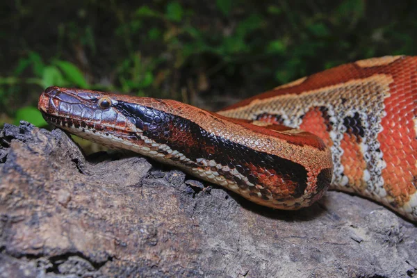 Sumatranská Python Python Brongersmai Běžně Známá Jako Brongersmova Krátkoocasá Krajta — Stock fotografie