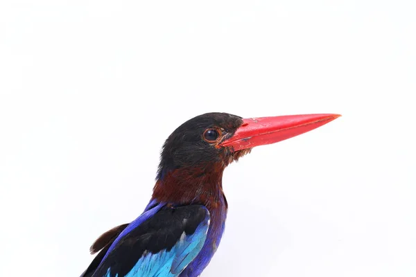 Javan Kingfisher Sometimes Called Blue Bellied Kingfishe Endemic Bird Java — Stock Photo, Image