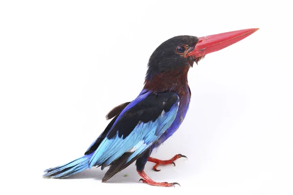 킹피셔 Javan Kingfisher 자바와 발리에서 Endemic Bird 도불린다 백인들에게 고립되다 — 스톡 사진