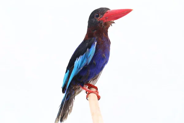 Джаван Кингфишер Иногда Называемый Голубобрюхой Зимородкой Эндемичной Птицей Явы Бали — стоковое фото