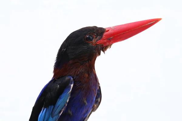 Javan Kingfisher Sometimes Called Blue Bellied Kingfishe Endemic Bird Java — Stock Photo, Image