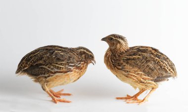 Beyaz arka planda izole edilmiş yaygın bıldırcın