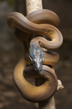 Altın rengi Albertisi / beyaz dudaklı piton (Leiopython albertisi) bir dala dolanmış