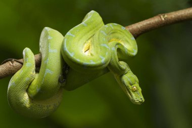 Yeşil ağaç pitonu (Morelia viridis) sorong bölgesi