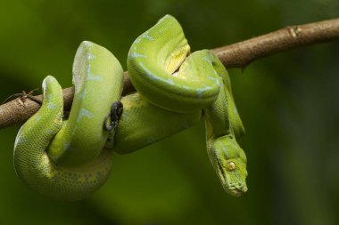 Yeşil ağaç pitonu (Morelia viridis) sorong bölgesi