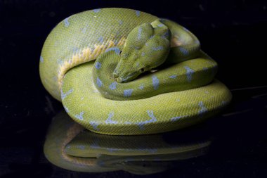 Yeşil Ağaç Pythonu (Morelia viridis) sorgu yerelliği siyah arkaplanda izole edildi.