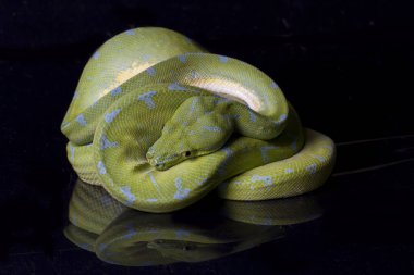 Yeşil Ağaç Pythonu (Morelia viridis) sorgu yerelliği siyah arkaplanda izole edildi.