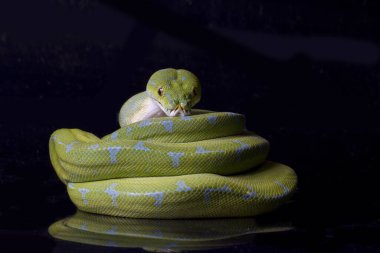 Yeşil Ağaç Pythonu (Morelia viridis) sorgu yerelliği siyah arkaplanda izole edildi.