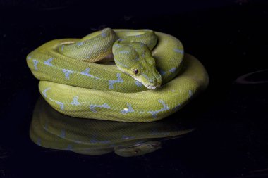 Yeşil Ağaç Pythonu (Morelia viridis) sorgu yerelliği siyah arkaplanda izole edildi.