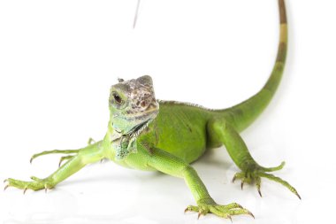 Beyaz arkaplanda yeşil iguana (iguana) izole