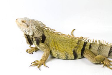 Büyük yeşil iguana beyaz bir arkaplanda izole edildi