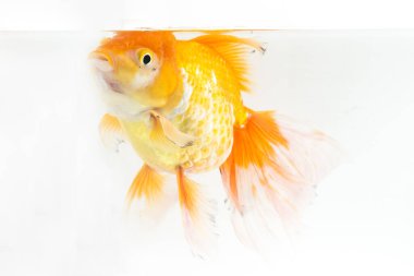 Güzel Oranda Japon Balığı (Carassius auratus) beyaz arka planda izole edilmiş temiz su tankına dalıyor.