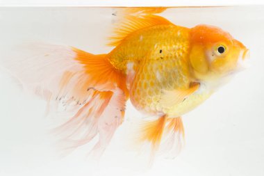 Güzel Oranda Japon Balığı (Carassius auratus) beyaz arka planda izole edilmiş temiz su tankına dalıyor.