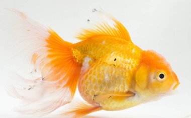 Güzel Oranda Japon Balığı (Carassius auratus) beyaz arka planda izole edilmiş temiz su tankına dalıyor.