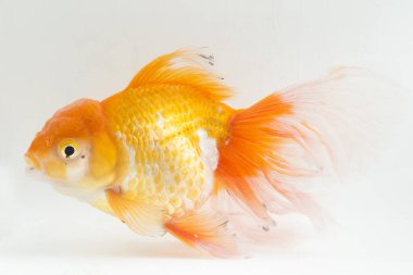 Güzel Oranda Japon Balığı (Carassius auratus) beyaz arka planda izole edilmiş temiz su tankına dalıyor.