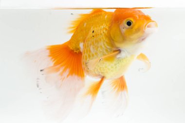 Güzel Oranda Japon Balığı (Carassius auratus) beyaz arka planda izole edilmiş temiz su tankına dalıyor.