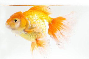 Güzel Oranda Japon Balığı (Carassius auratus) beyaz arka planda izole edilmiş temiz su tankına dalıyor.