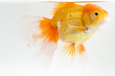 Güzel Oranda Japon Balığı (Carassius auratus) beyaz arka planda izole edilmiş temiz su tankına dalıyor.