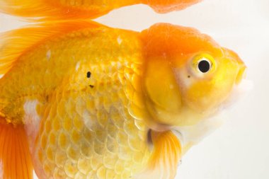 Güzel Oranda Japon Balığı (Carassius auratus) beyaz arka planda izole edilmiş temiz su tankına dalıyor.