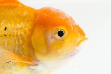 Güzel Oranda Japon Balığı (Carassius auratus) beyaz arka planda izole edilmiş temiz su tankına dalıyor.