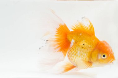 Güzel Oranda Japon Balığı (Carassius auratus) beyaz arka planda izole edilmiş temiz su tankına dalıyor.