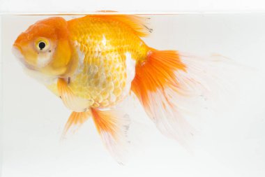 Güzel Oranda Japon Balığı (Carassius auratus) beyaz arka planda izole edilmiş temiz su tankına dalıyor.