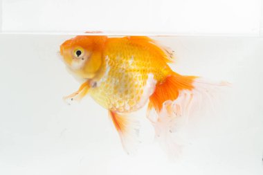 Güzel Oranda Japon Balığı (Carassius auratus) beyaz arka planda izole edilmiş temiz su tankına dalıyor.