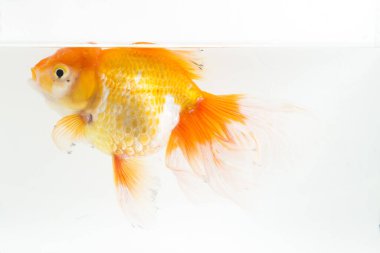 Güzel Oranda Japon Balığı (Carassius auratus) beyaz arka planda izole edilmiş temiz su tankına dalıyor.