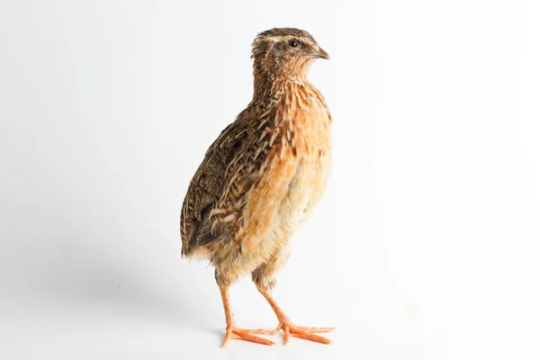 Common Quail Isolated White Background — Stock Photo, Image