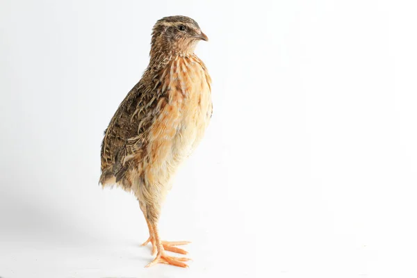 Common Quail Isolated White Background — Stock Photo, Image