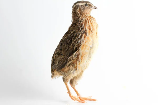 Common Quail Isolated White Background — Stock Photo, Image