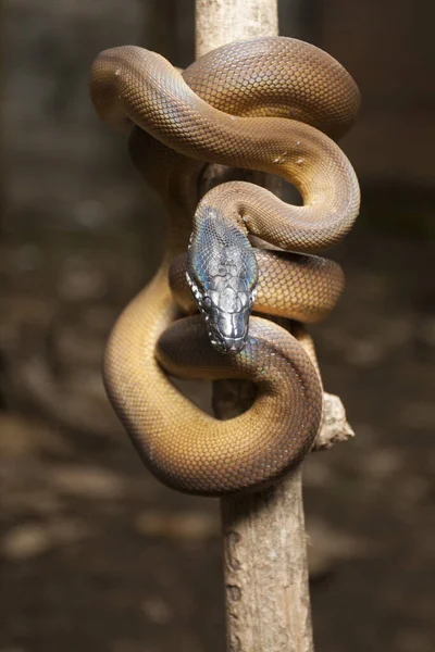 Zlatý Albertisi Python Bílými Rty Leiopython Albertisi Ovinutý Kolem Větve — Stock fotografie
