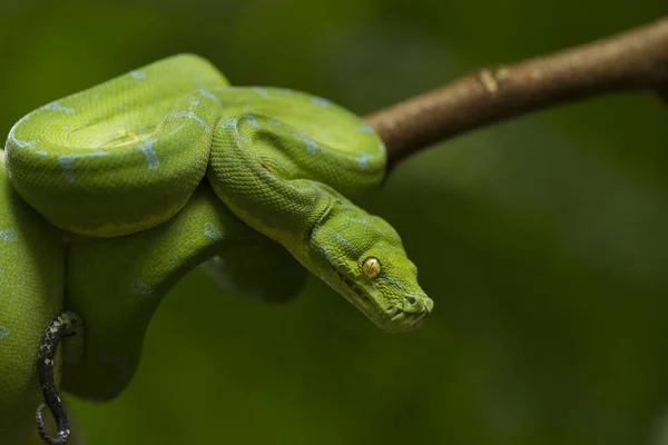 Python Árbol Verde Morelia Viridis Sorong Localidad —  Fotos de Stock