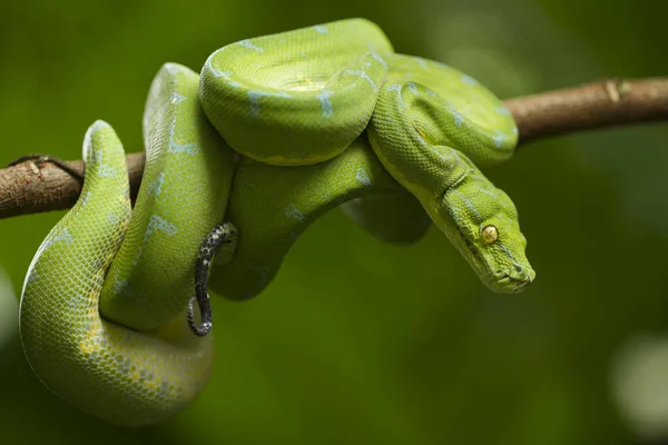 Python Árbol Verde Morelia Viridis Sorong Localidad —  Fotos de Stock