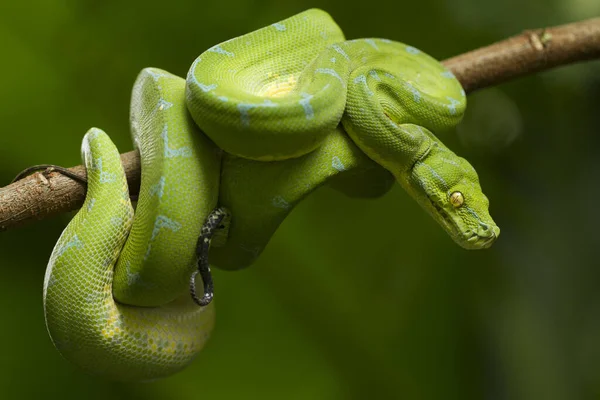 Green Tree Python Morelia Viridis Sorong Locality — Stock Photo, Image