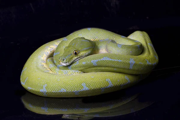 Zöld Python Morelia Viridis Sorong Helység Elszigetelt Fekete Alapon — Stock Fotó