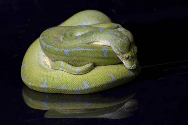 Green Tree Python Morelia Viridis Sorong Τοποθεσία Απομονωμένη Μαύρο Φόντο — Φωτογραφία Αρχείου