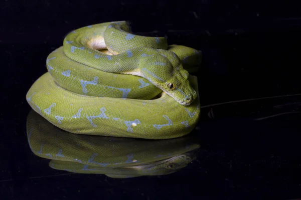 Zelený Strom Python Morelia Viridis Sorong Lokalita Izolované Černém Pozadí — Stock fotografie