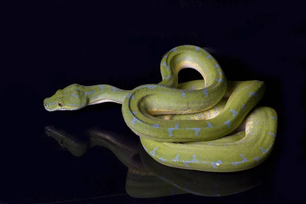 Green Tree Python Morelia Viridis Sorong Τοποθεσία Απομονωμένη Μαύρο Φόντο — Φωτογραφία Αρχείου