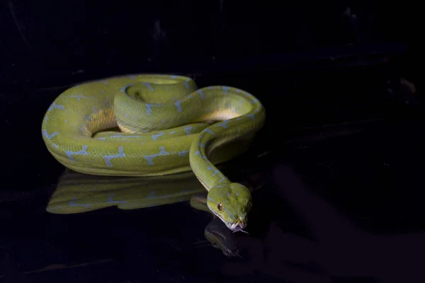 Zöld Python Morelia Viridis Sorong Helység Elszigetelt Fekete Alapon — Stock Fotó