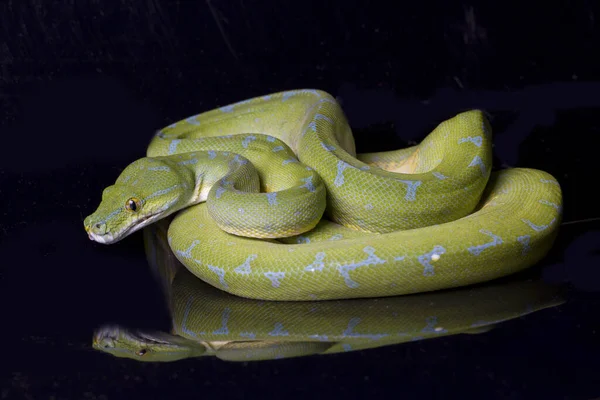 Grünbaumpython Morelia Viridis Ist Eine Auf Schwarzem Hintergrund Isolierte Lokalität — Stockfoto