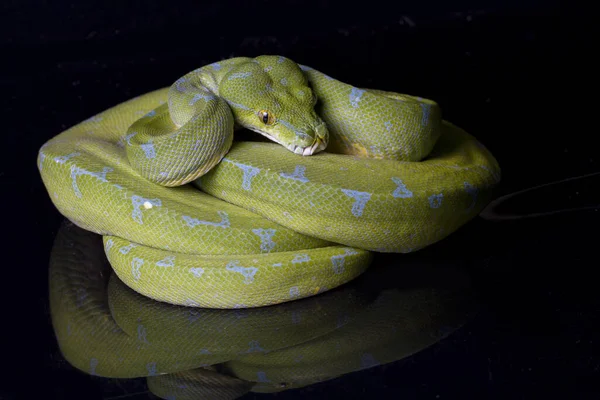 Groene Boom Python Morelia Viridis Sorong Plaats Geïsoleerd Zwarte Achtergrond — Stockfoto