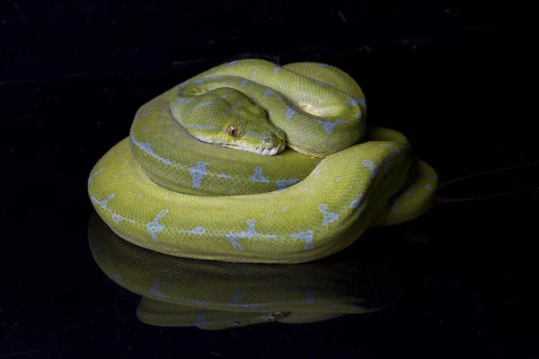 绿树蟒蛇 Morelia Viridis 分离于黑色背景的索隆地区 — 图库照片