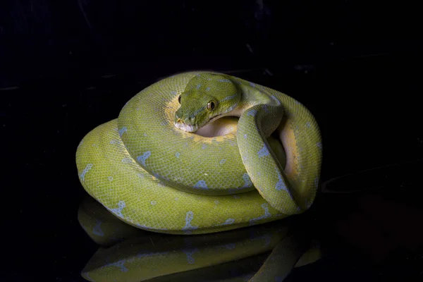 Green Tree Python Morelia Viridis Sorong Location Isolated Black Fone — стоковое фото