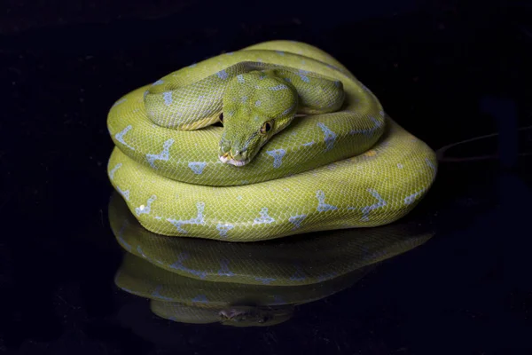 Yeşil Ağaç Pythonu Morelia Viridis Sorgu Yerelliği Siyah Arkaplanda Izole — Stok fotoğraf