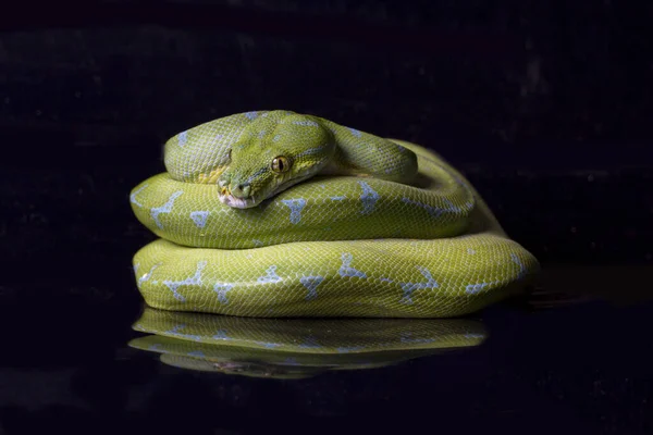 Green Tree Python Morelia Viridis Sorong Τοποθεσία Απομονωμένη Μαύρο Φόντο — Φωτογραφία Αρχείου