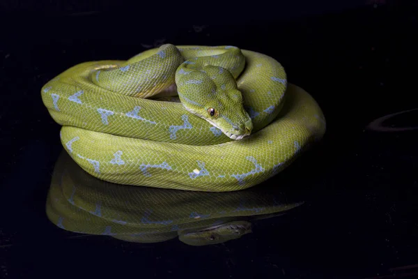 Zelený Strom Python Morelia Viridis Sorong Lokalita Izolované Černém Pozadí — Stock fotografie