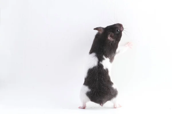Hamster Syrien Isolé Sur Fond Blanc — Photo